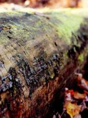 Bodhisattva of Compa