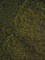 Reborn as the Belove