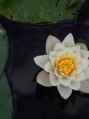 King of the Nine Pro