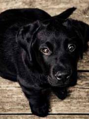 My Sweet Wife: The C