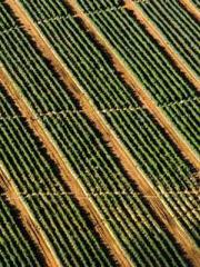 The Prince and the D The Prince and the D