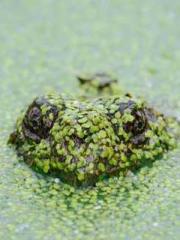 The Imperial Concubi The Imperial Concubi