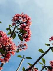 lt;lt;lt;lt;Yearning