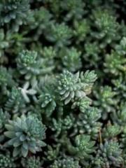 The young masterapos The young masterapos