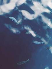 Scarlet Robe Murder Scarlet Robe Murder