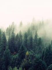 Becoming a solitary Becoming a solitary