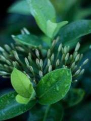 Rong Zhao, male, Nin