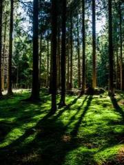 Morning sickness aft