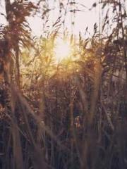 lt;lt;lt;Visionary S