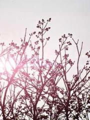 lt;divgt;MMORPG: Obt