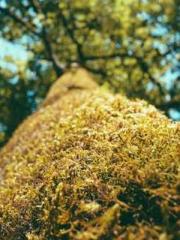 One Night Marriage P One Night Marriage P