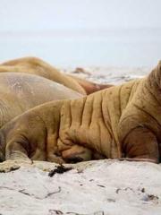 A Wifeapos;s Plea fo